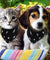 Adjustable Black Bandana For Pets