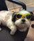 UV Protective Dog Sunglasses