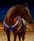 Fully Adjustable Dual LED Horse Chest Plate Harness