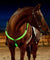 Fully Adjustable Dual LED Horse Chest Plate Harness